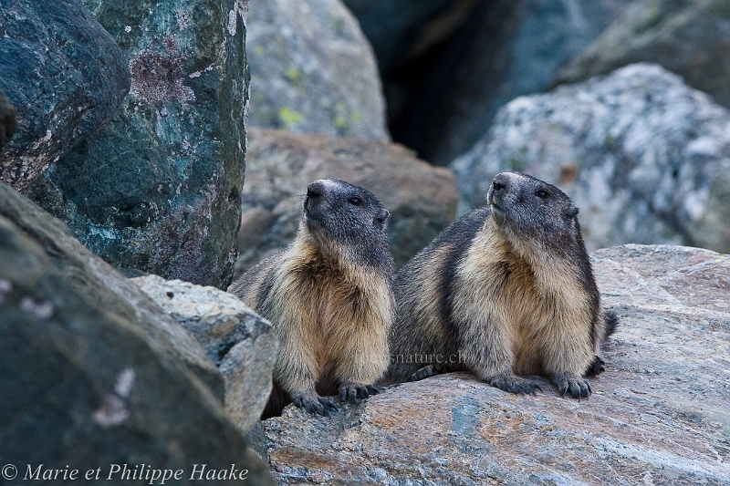 Marmotte 3931_wm.jpg - Regards synchronisés pour ce couple de marmottes (Grimentz, Valais, Suisse, septembre 2009)